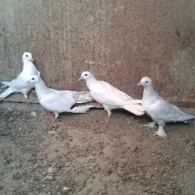 Kepderi