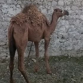 OGSUK