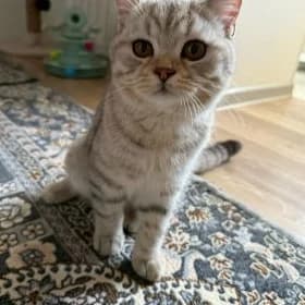 Котенок отдам в хорошие руки
