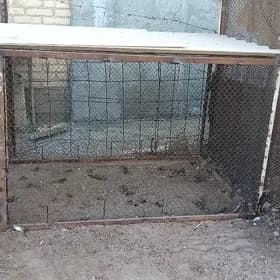 Кетек