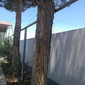 satlyk sosna agajy