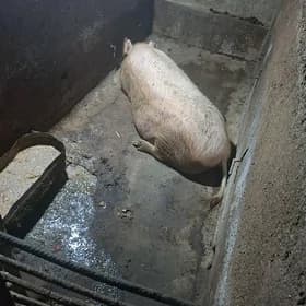 matka donuz