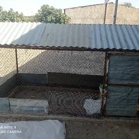 towuk ketek
