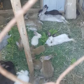 товшон бар герек жанлашайсын