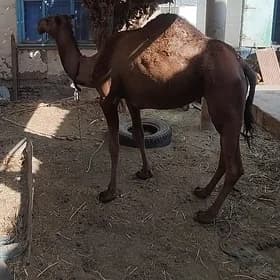 Düye mal