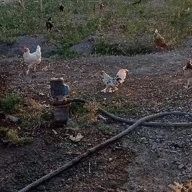 yaponçik horaz