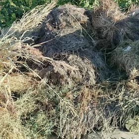 haşal ot mallar üçin