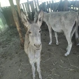 eşek