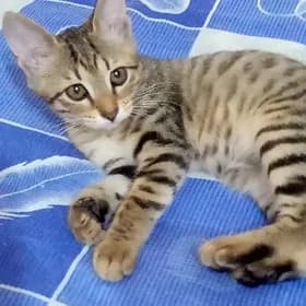 котята