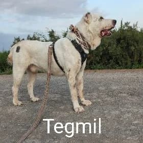 Tegmil