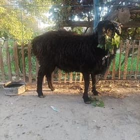 goç