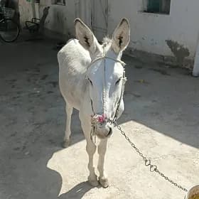 Eşek