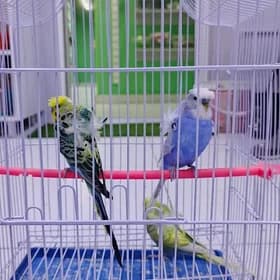 Волнистые попугацчики