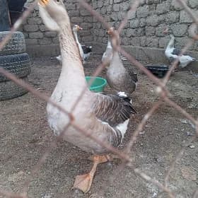 guss gaz ordek