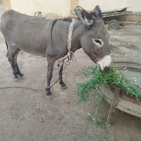 EŞEK