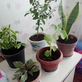 домашние цветы