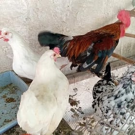 Семья. Япончики