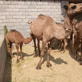 köşekli.düýe
