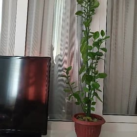 комнатный цветок берёзка