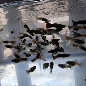 Balyk