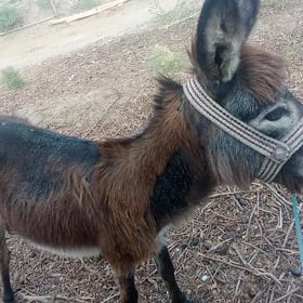 URKAÇY KÙRE
