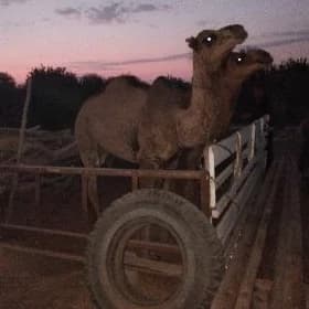 owşuk