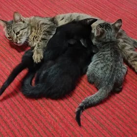 котята домашние им 3 месяца
