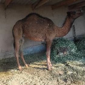 erkek owşuk