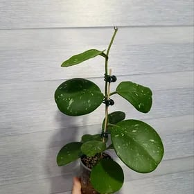 ХОЙЯ ОБОВАТА СПЛЕШ