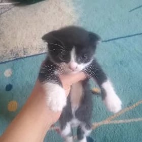 SATLIK WISLAWUH PISIKLER