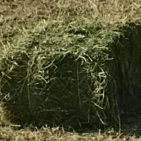 Yorunja kip