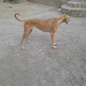 awiti