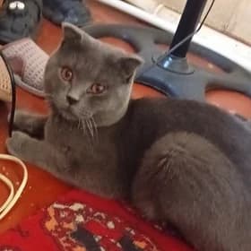 Шатланский кот породистый