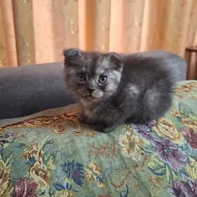 шотланские котята