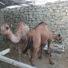 Ogşuk