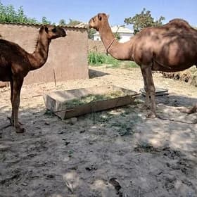 Dúye