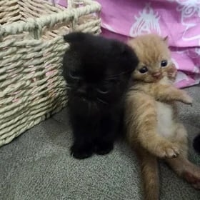 котята вислоухие