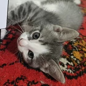 котенки