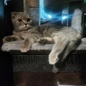 Шотландские кошки