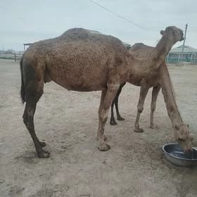 Köşekli düýe