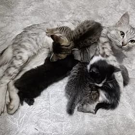 котята