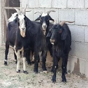 Geci