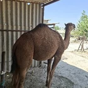 Owşuk