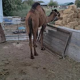 Ogşuk