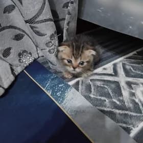 котёнок веслоухой