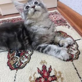Меин