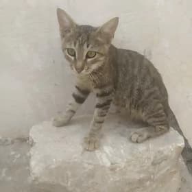 4 Кошки