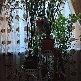 дом гул