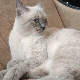 Кот на вязку