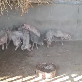 Donuz